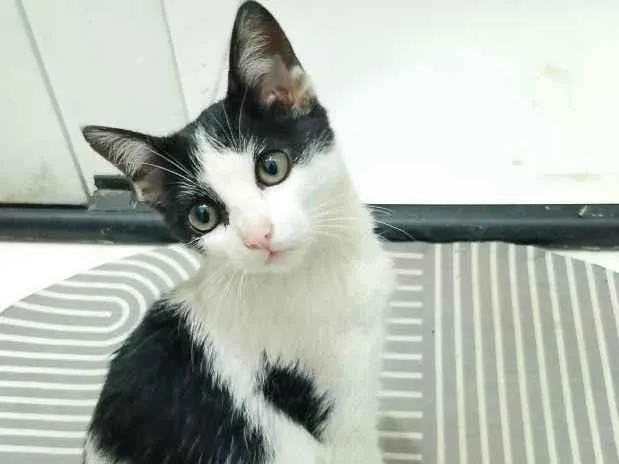 Gato raça SRD-ViraLata idade 2 a 6 meses nome Chiquinha