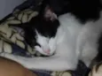 Chiquinha