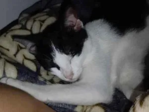 Gato raça SRD-ViraLata idade 2 a 6 meses nome Chiquinha
