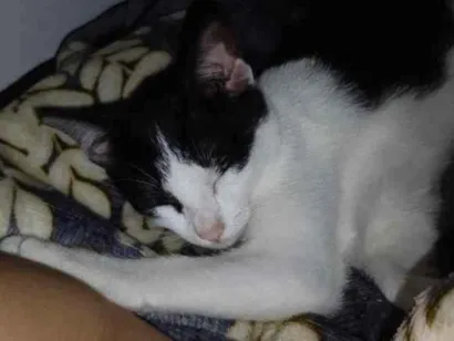 Gato raça SRD-ViraLata idade 2 a 6 meses nome Chiquinha