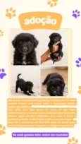 Cachorrinha
