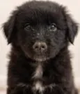 Cachorrinha