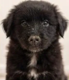 Cachorro raça SRD-ViraLata idade 2 a 6 meses nome Cachorrinha