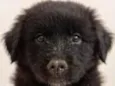 Cachorrinha