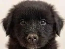 Cachorro raça SRD-ViraLata idade 2 a 6 meses nome Cachorrinha