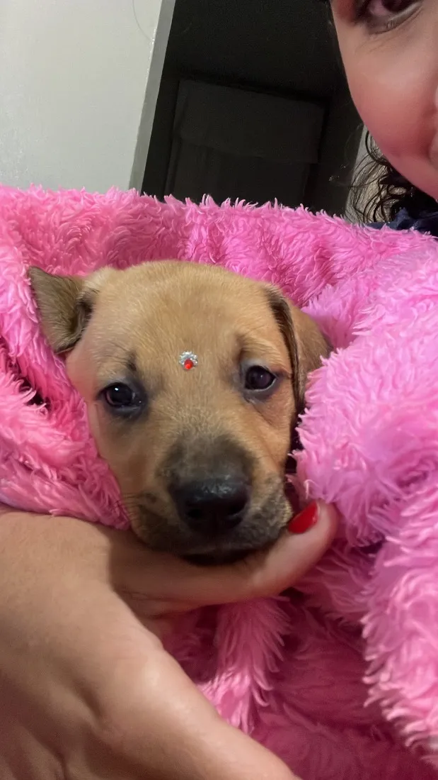 Cachorro raça SRD-ViraLata idade Abaixo de 2 meses nome Fêmea SRD Porte médio 