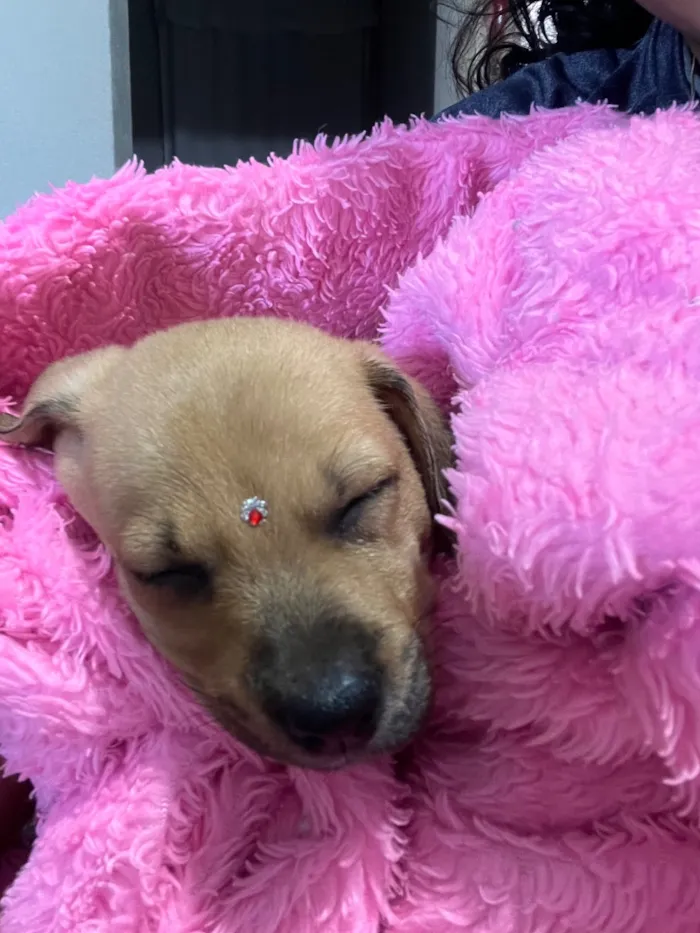 Cachorro raça SRD-ViraLata idade Abaixo de 2 meses nome Fêmea SRD Porte médio 