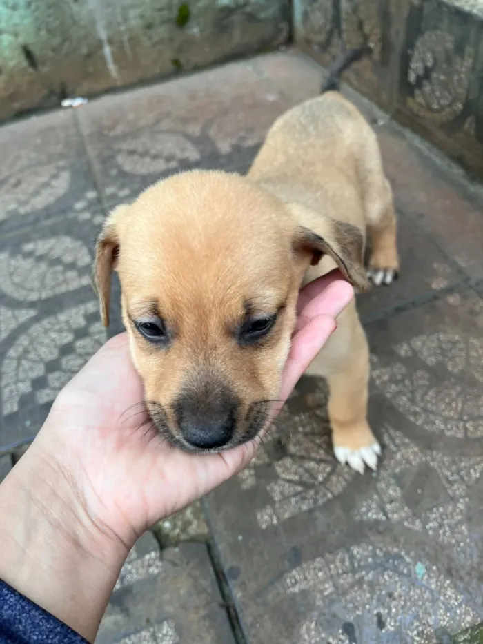 Cachorro raça SRD-ViraLata idade Abaixo de 2 meses nome Fêmea SRD Porte médio 