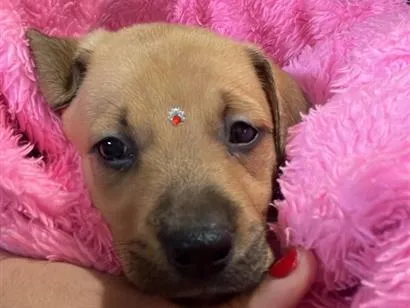 Cachorro raça SRD-ViraLata idade Abaixo de 2 meses nome Fêmea SRD Porte médio 
