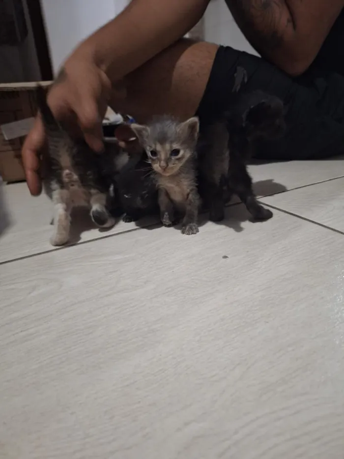 Gato raça SRD-ViraLata idade Abaixo de 2 meses nome sem nome