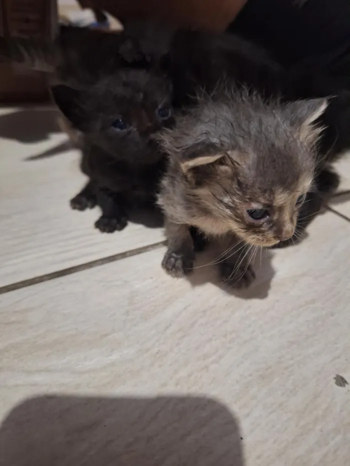 Gato raça SRD-ViraLata idade Abaixo de 2 meses nome sem nome