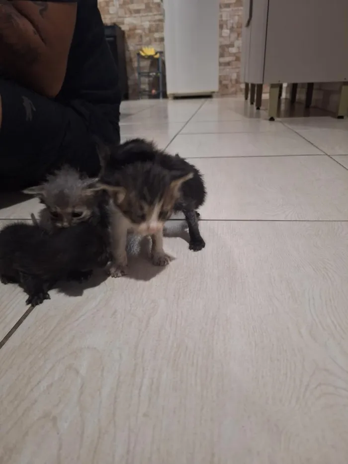 Gato raça SRD-ViraLata idade Abaixo de 2 meses nome sem nome