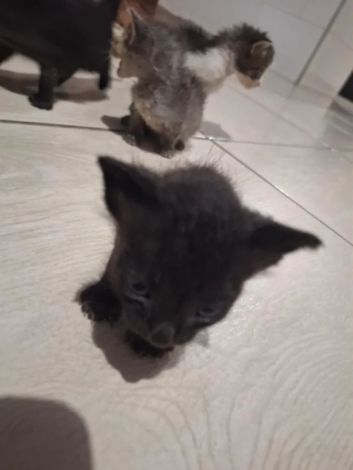 Gato raça SRD-ViraLata idade Abaixo de 2 meses nome sem nome