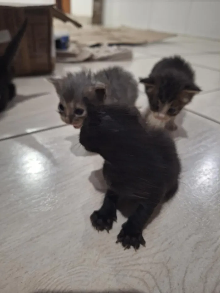 Gato raça SRD-ViraLata idade Abaixo de 2 meses nome sem nome