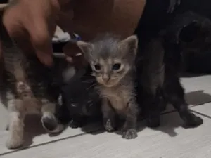 Gato raça SRD-ViraLata idade Abaixo de 2 meses nome sem nome