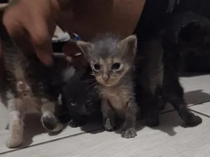 Gato raça SRD-ViraLata idade Abaixo de 2 meses nome sem nome