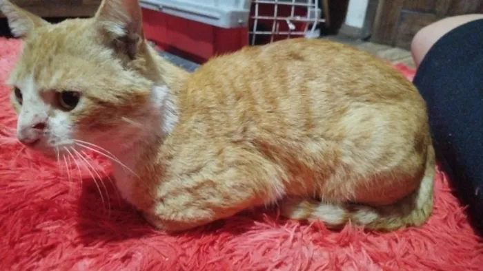 Gato raça SRD-ViraLata idade 3 anos nome chico