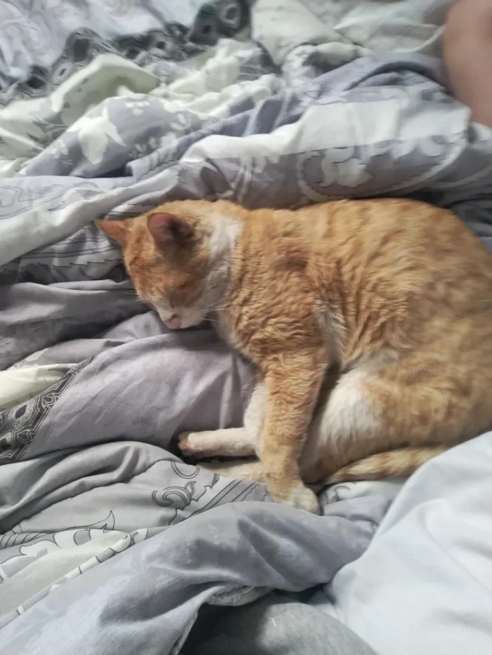 Gato raça SRD-ViraLata idade 3 anos nome chico