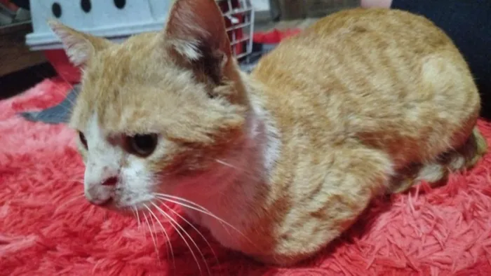 Gato raça SRD-ViraLata idade 3 anos nome chico