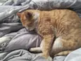 chico