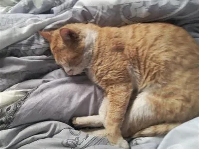 Gato raça SRD-ViraLata idade 3 anos nome chico