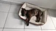 Pompom