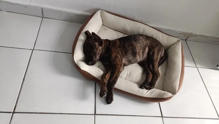 Cachorro raça SRD-ViraLata idade 2 a 6 meses nome Pompom
