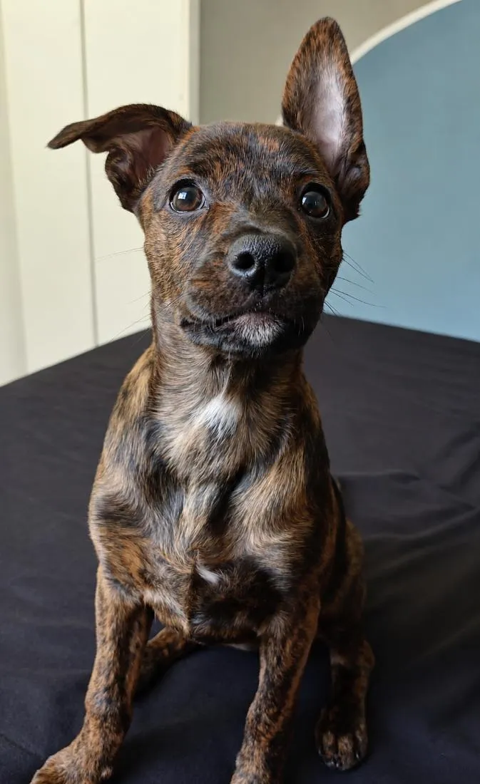 Cachorro raça SRD-ViraLata idade 2 a 6 meses nome Pompom