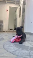 Pompom