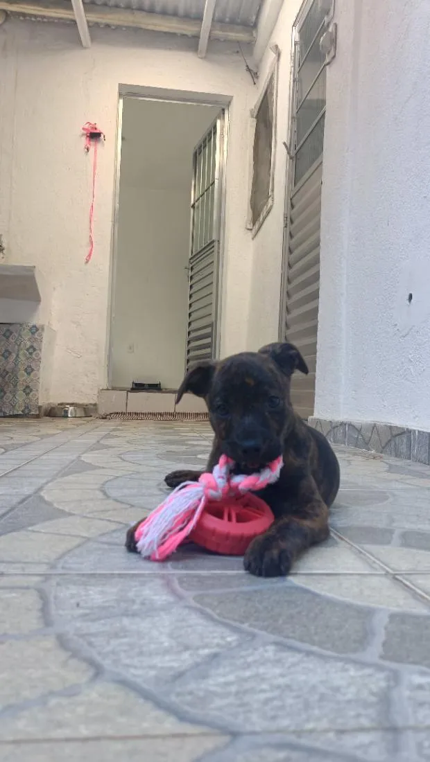 Cachorro raça SRD-ViraLata idade 2 a 6 meses nome Pompom