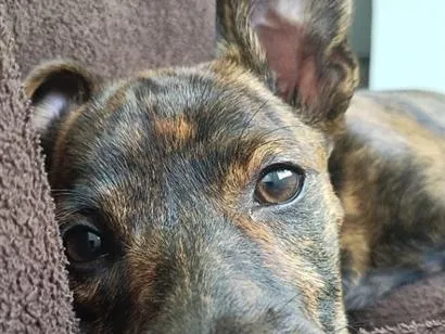 Cachorro raça SRD-ViraLata idade 2 a 6 meses nome Pompom