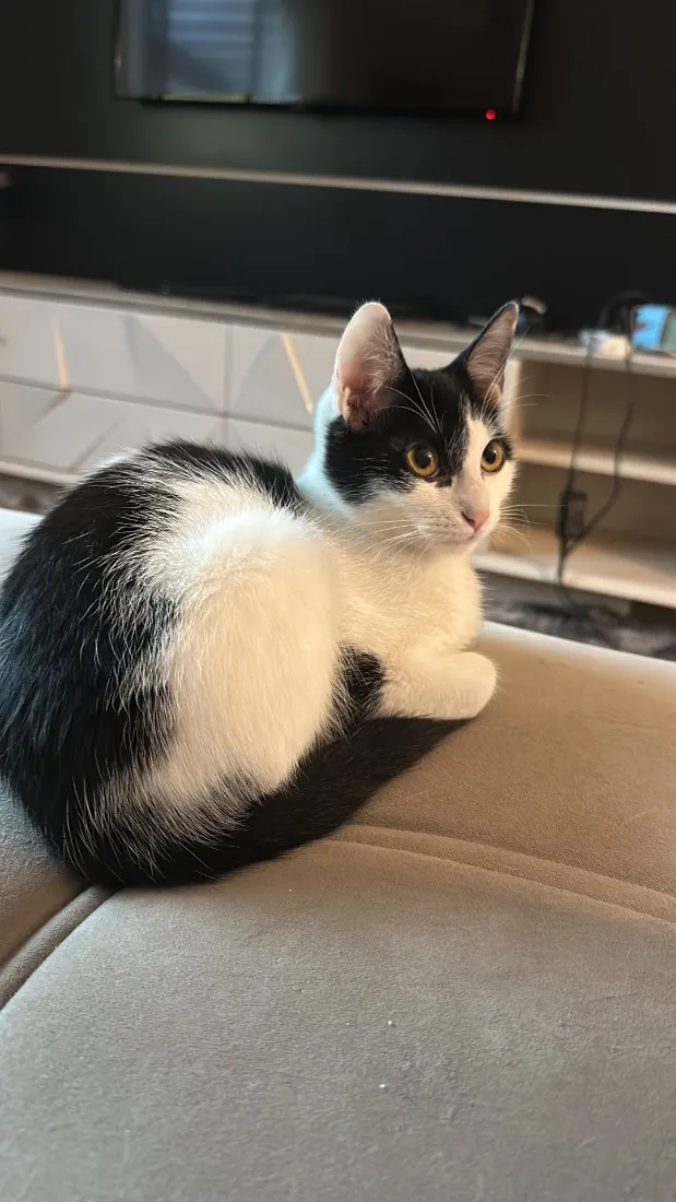 Gato raça SRD-ViraLata idade 7 a 11 meses nome Snatch