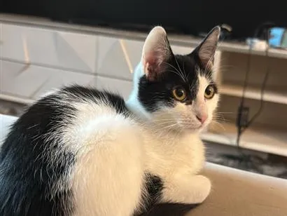 Gato raça SRD-ViraLata idade 7 a 11 meses nome Snatch