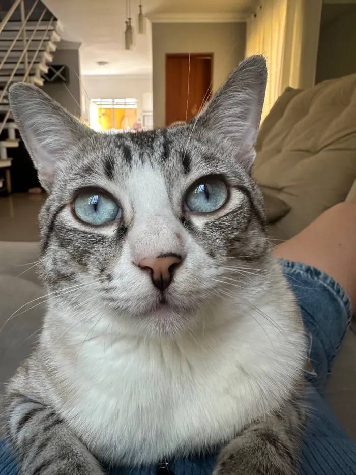 Gato raça SRD-ViraLata idade 2 anos nome Burpee