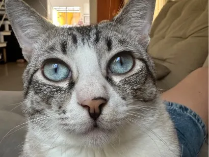 Gato raça SRD-ViraLata idade 2 anos nome Burpee