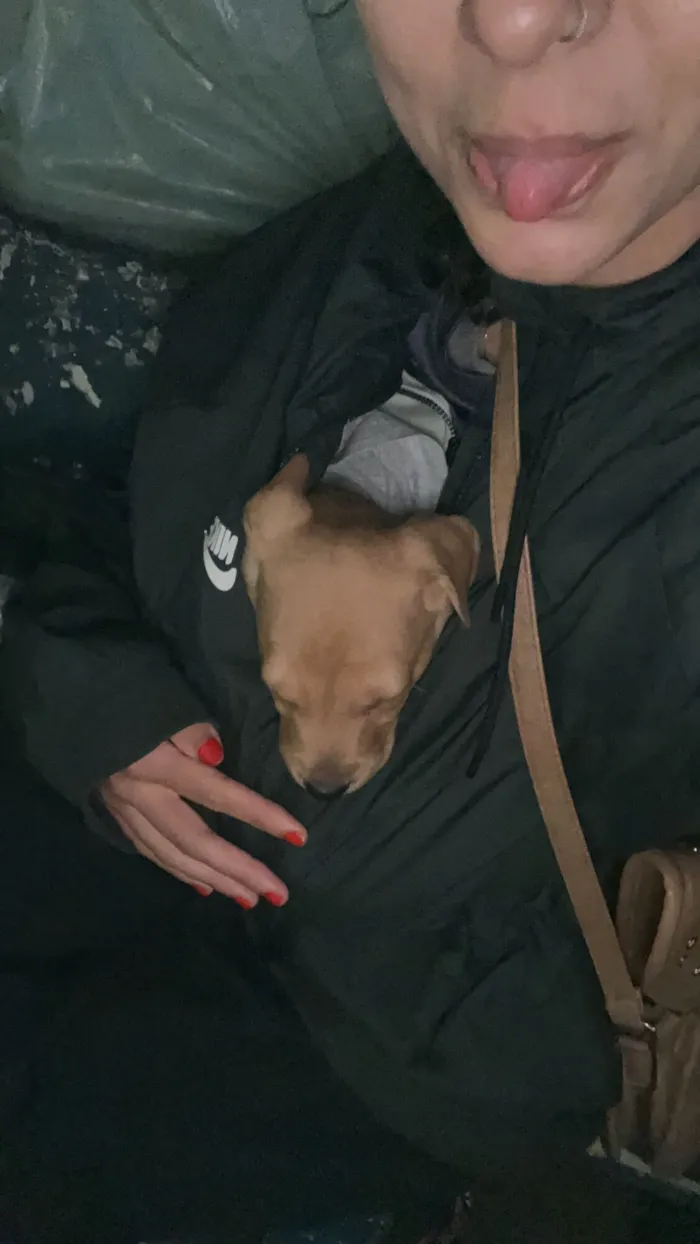 Cachorro raça SRD-ViraLata idade Abaixo de 2 meses nome Macho porte grande 
