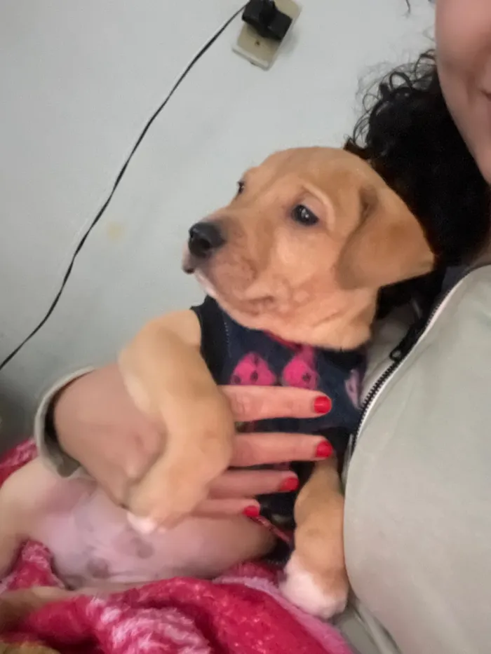 Cachorro raça SRD-ViraLata idade Abaixo de 2 meses nome Macho porte grande 