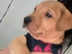 Cachorro raça SRD-ViraLata idade Abaixo de 2 meses nome Macho porte grande 