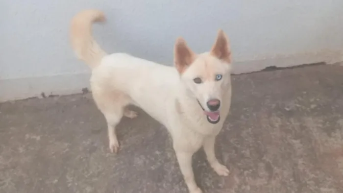 Cachorro raça Cocker idade 2 anos nome Arlequina 