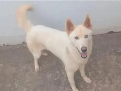 Cachorro raça Cocker idade 2 anos nome Arlequina 