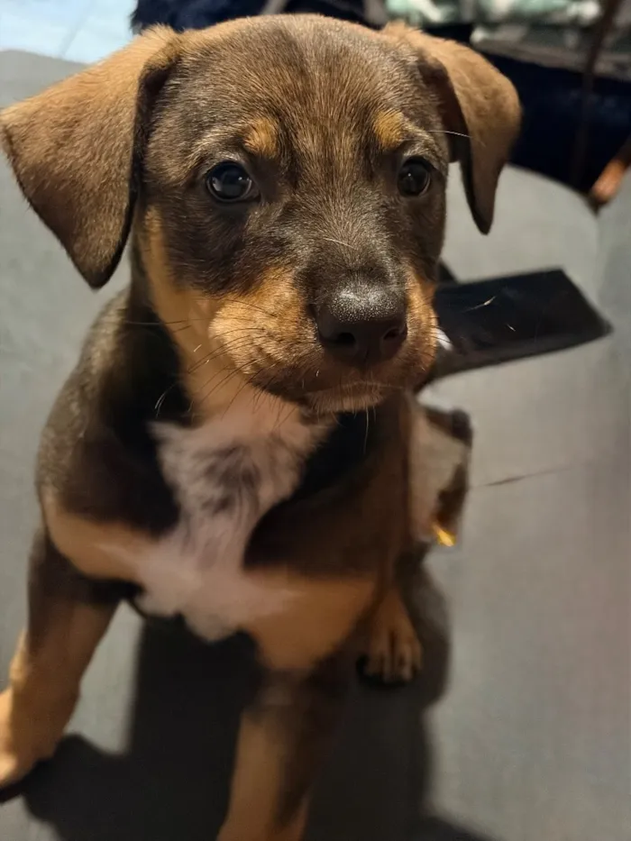 Cachorro raça SRD-ViraLata idade Abaixo de 2 meses nome Lessie