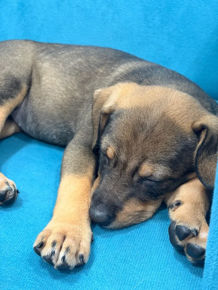 Cachorro raça SRD-ViraLata idade Abaixo de 2 meses nome Lessie