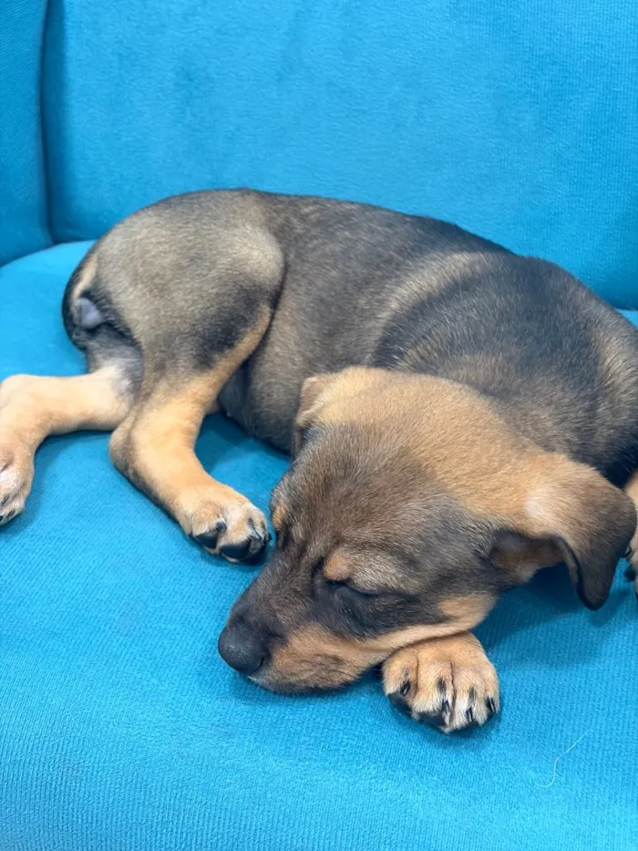 Cachorro raça SRD-ViraLata idade Abaixo de 2 meses nome Lessie