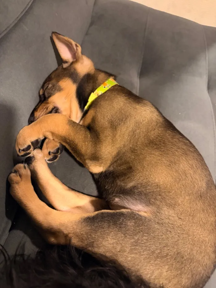 Cachorro raça SRD-ViraLata idade Abaixo de 2 meses nome Lessie