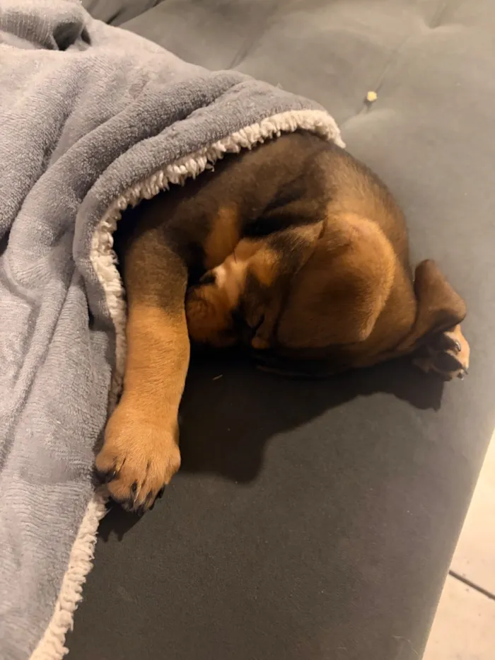 Cachorro raça SRD-ViraLata idade Abaixo de 2 meses nome Lessie
