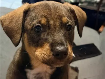 Cachorro raça SRD-ViraLata idade Abaixo de 2 meses nome Lessie