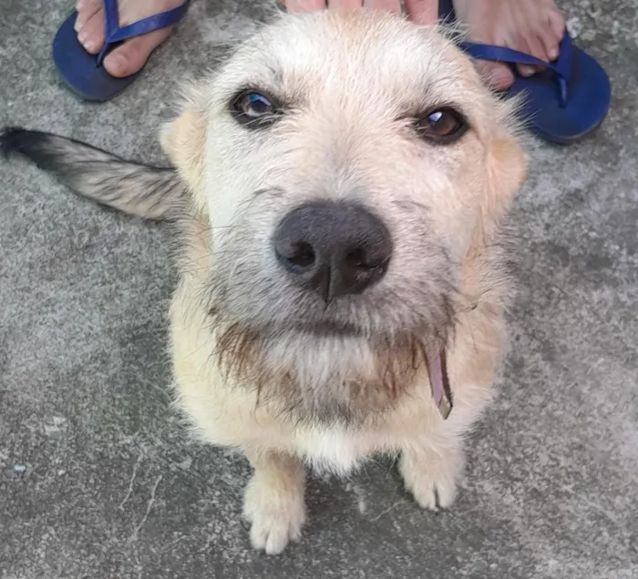 Cachorro raça SRD-ViraLata idade 7 a 11 meses nome Meg