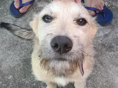 Cachorro raça SRD-ViraLata idade 7 a 11 meses nome Meg
