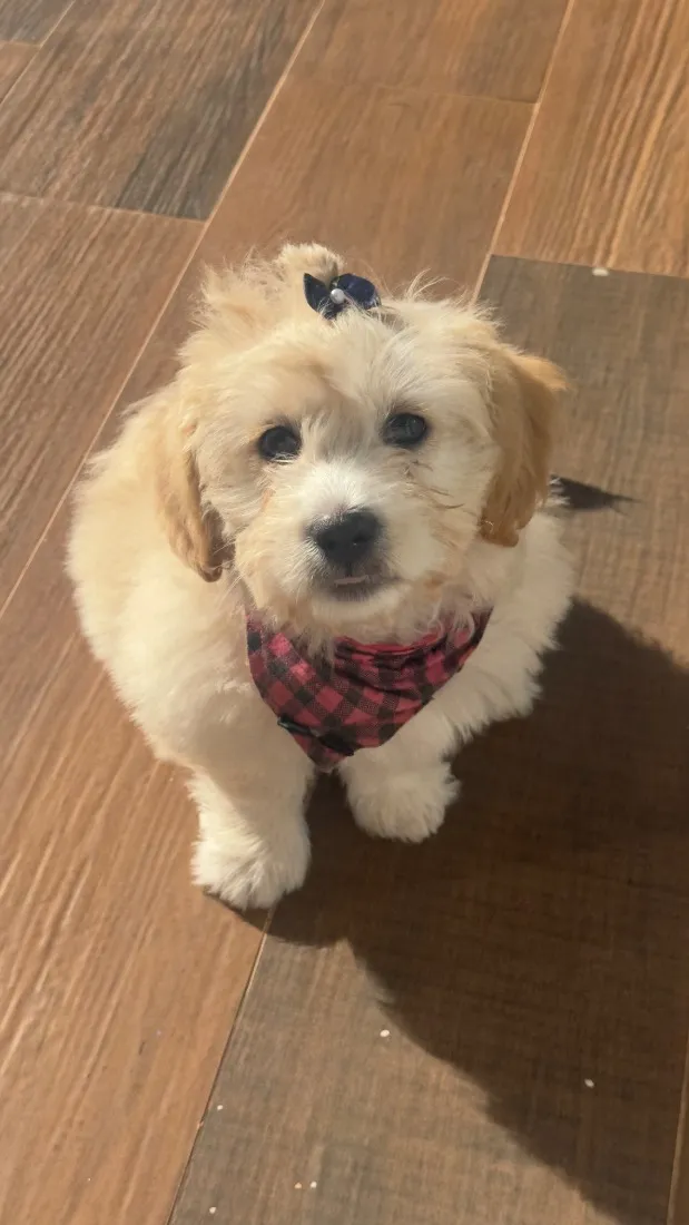 Cachorro raça SRD-ViraLata idade 2 a 6 meses nome Betina