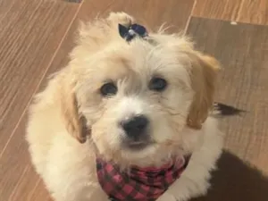 Cachorro raça SRD-ViraLata idade 2 a 6 meses nome Betina
